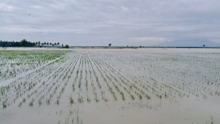 Banjir di Kab. Lampung Timur tanggal 19 Januari 2025